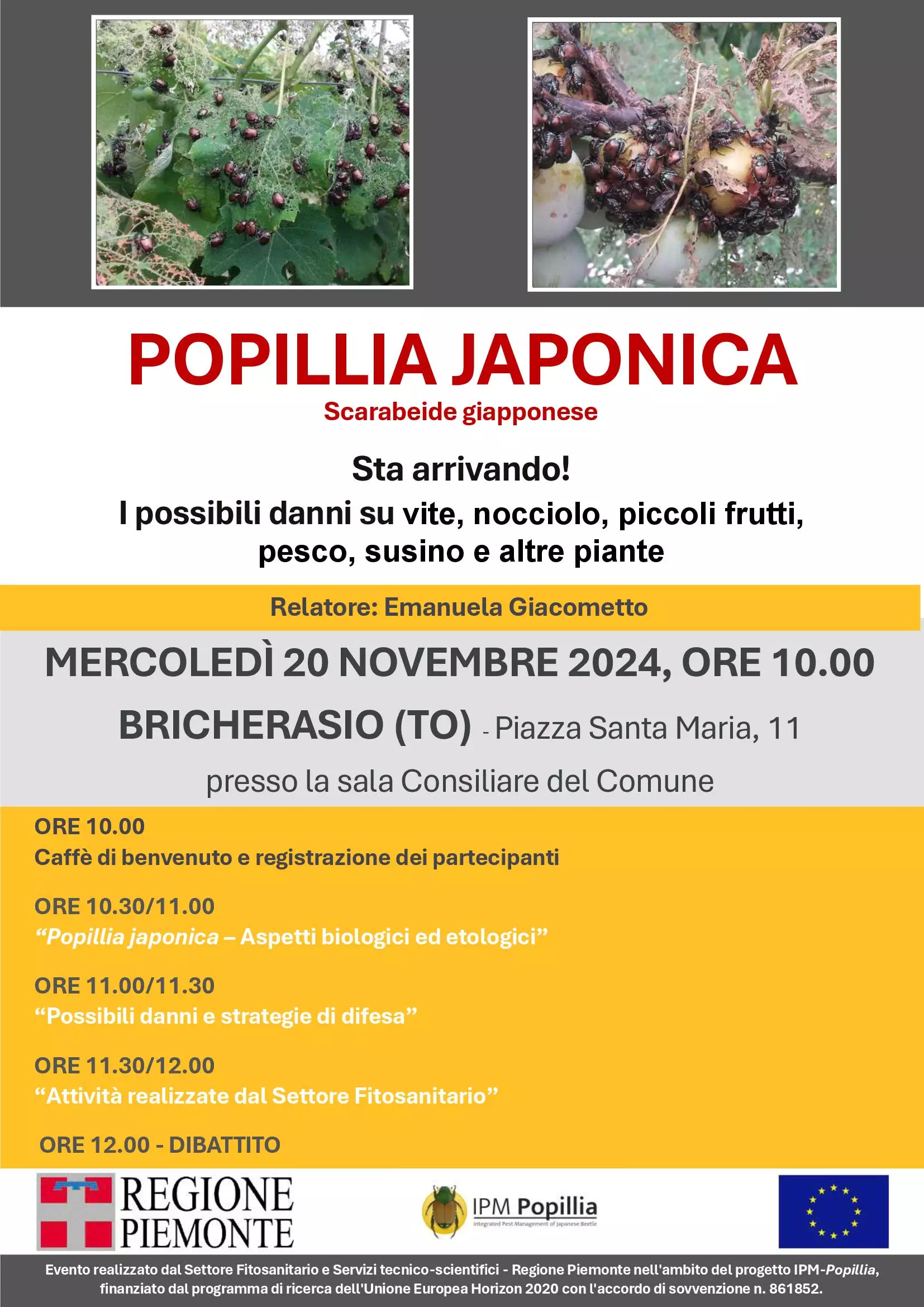 Popillia Japonica