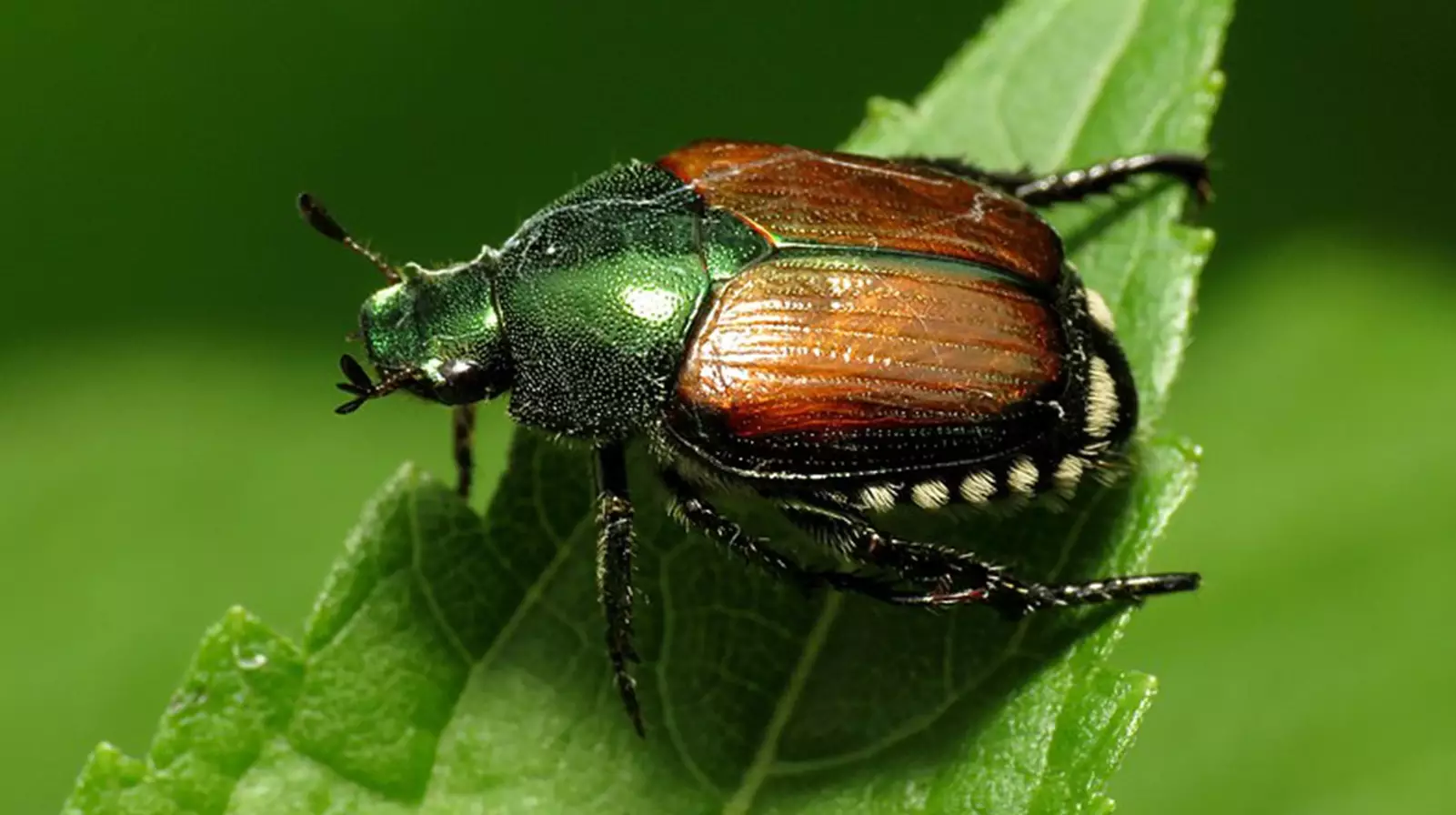Popillia Japonica