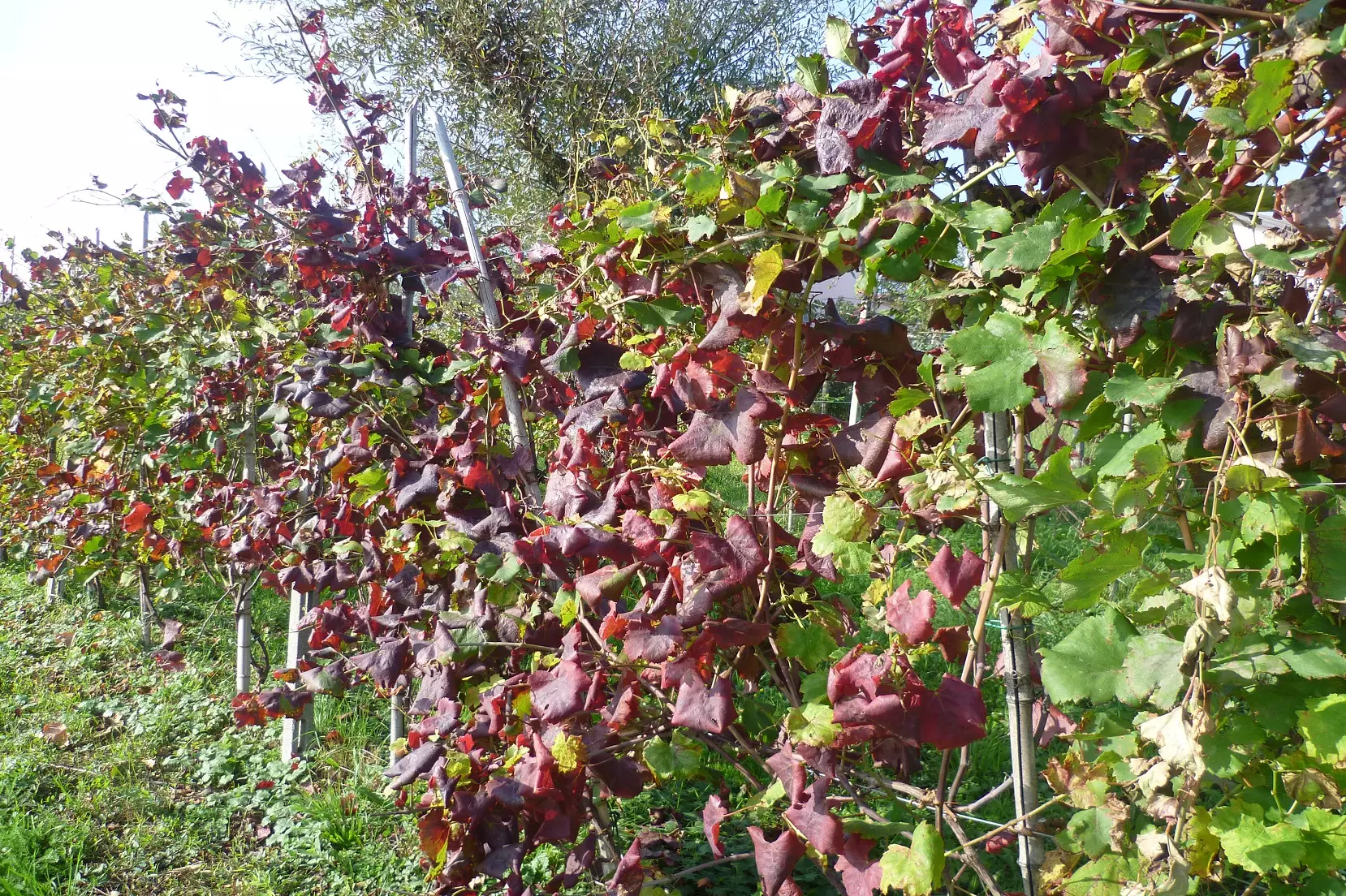 Flavescenza dorata